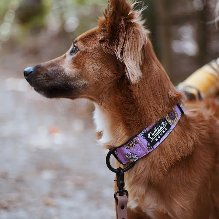 Outback Hound Bee's Knees Lilac Trail Collar