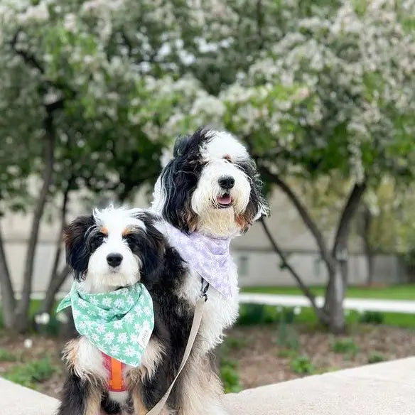 Meadow Dog Bandana | The Paws