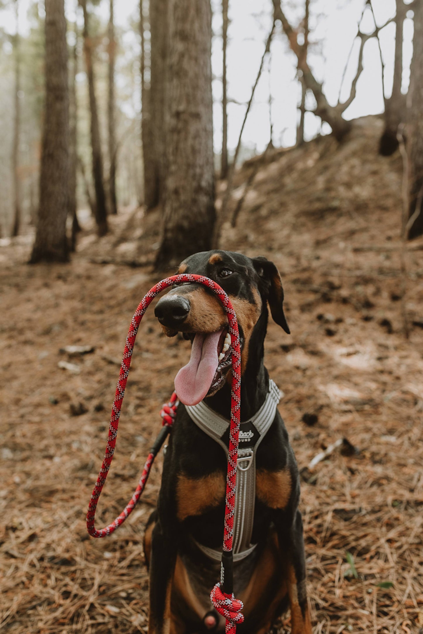 Outback Hound Ultra Lite Silver Comfort Harness