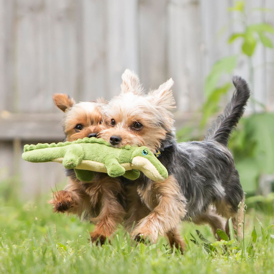 Savannah Baby Gator | Fluff & Tuff