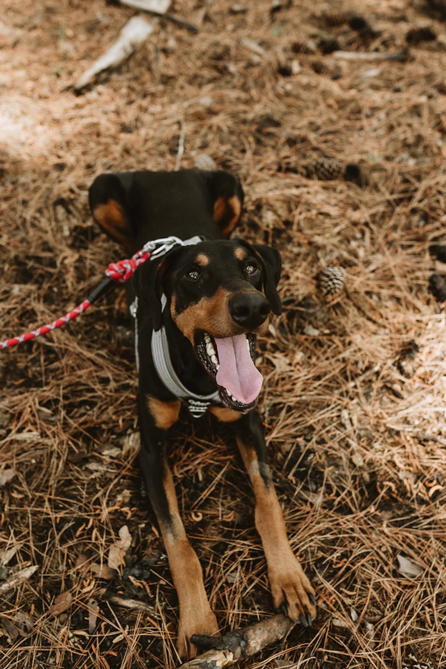 Outback Hound Ultra Lite Silver Comfort Harness