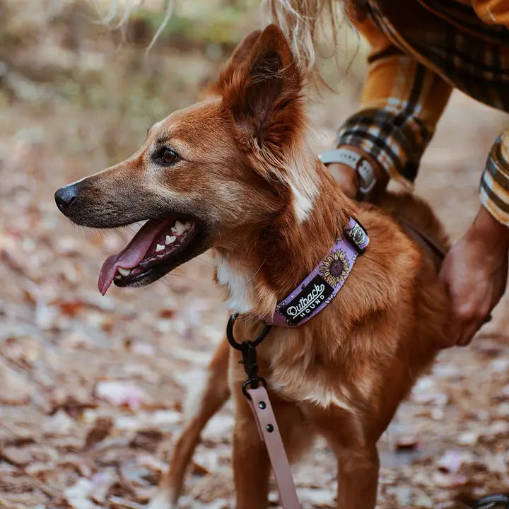 Outback Hound Bee's Knees Lilac Trail Collar