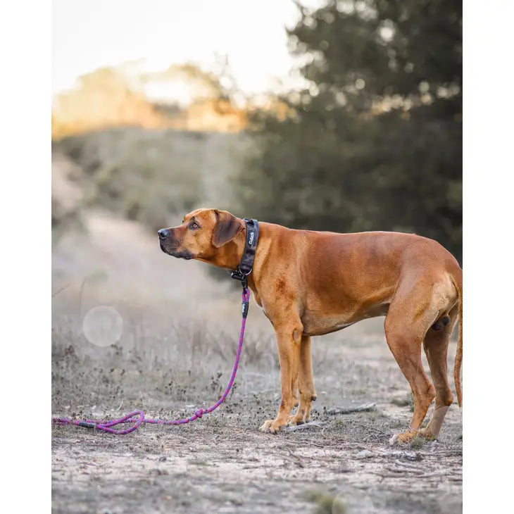 Outback Hound Camo Trail Hound Collar