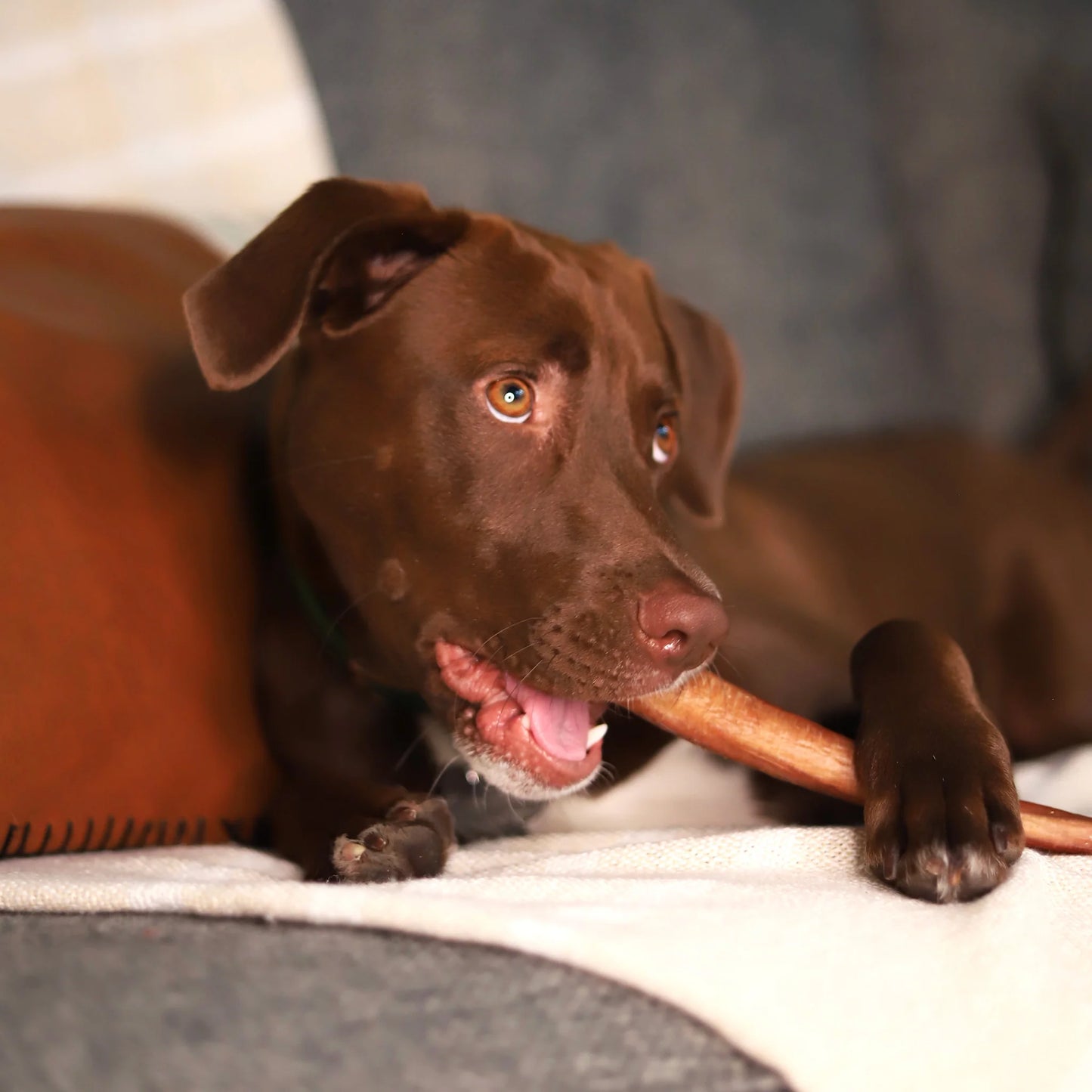 Bully Stick | STASH