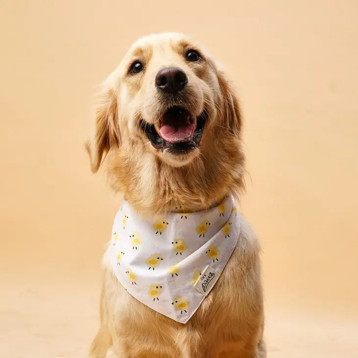 Chick Chick Dog Bandana | The Paws