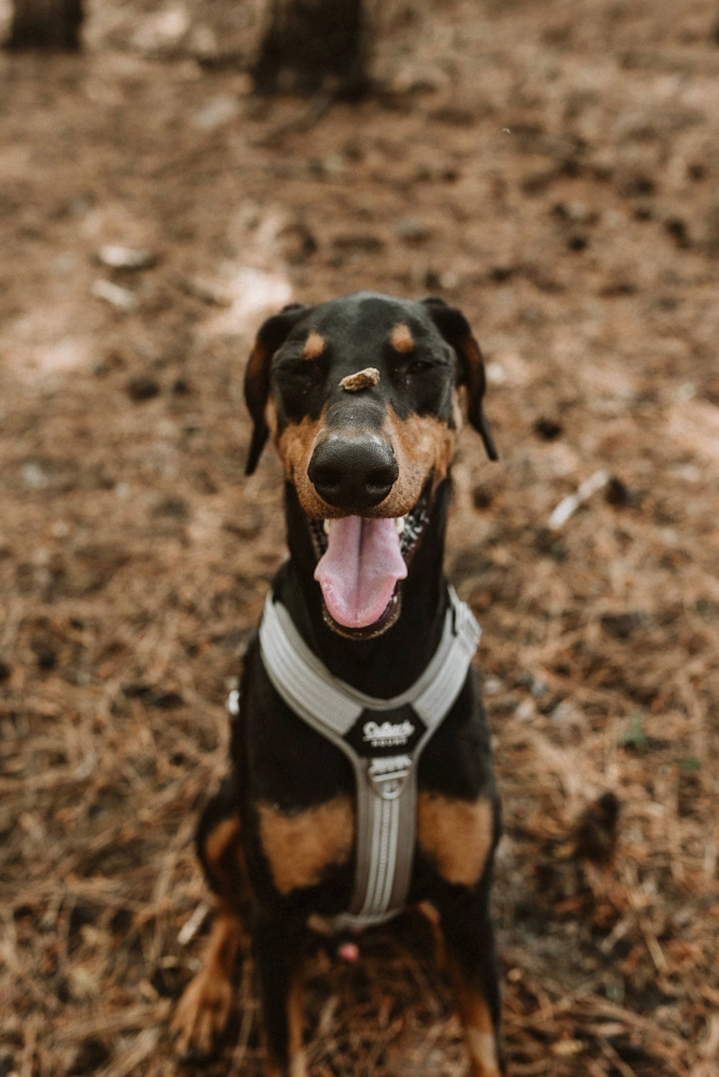 Outback Hound Ultra Lite Silver Comfort Harness