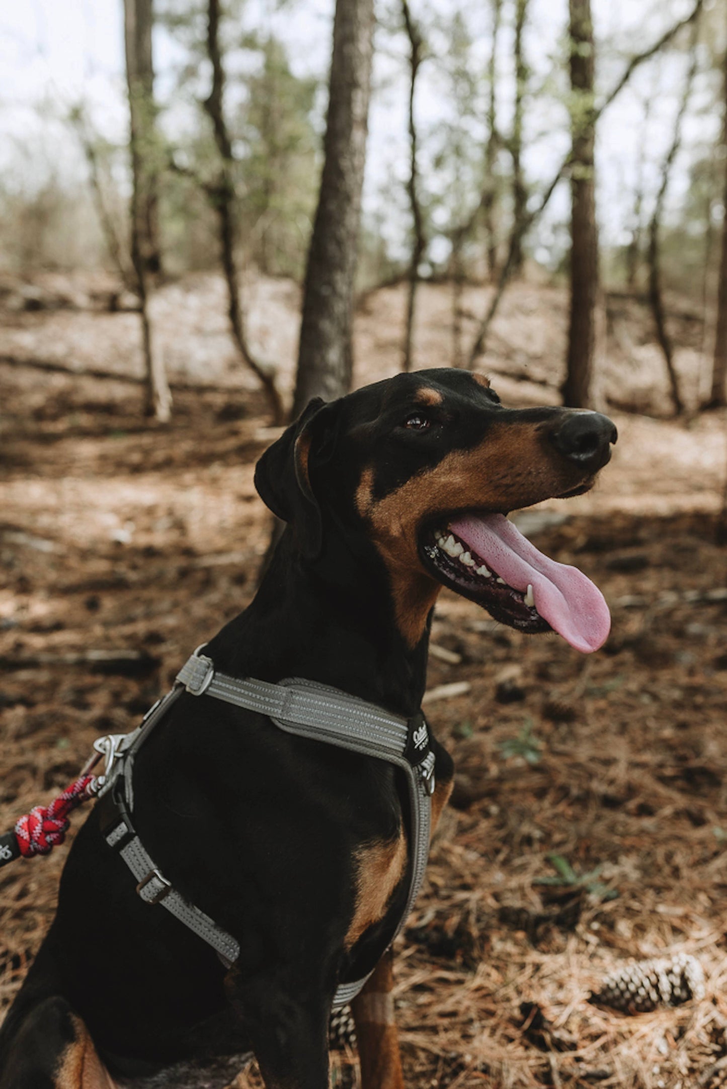 Outback Hound Ultra Lite Silver Comfort Harness