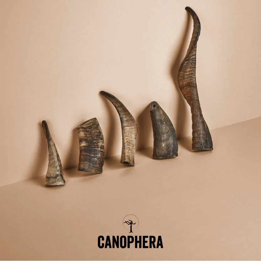 Sheep Horns | Canophera