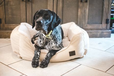 Dream Chaser Khaki Bolster Bed | Tall Tails